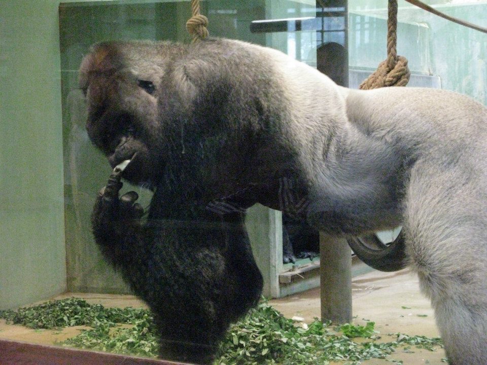 Monkey See, Monkey Do