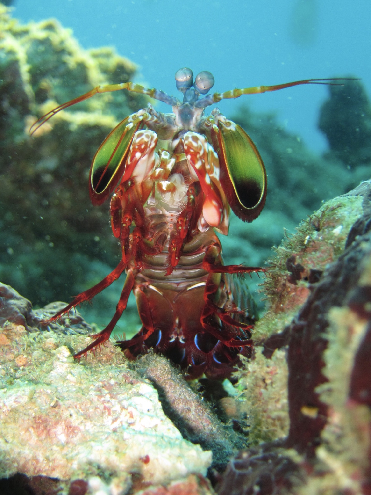 Diving Philippines dry season: no dry