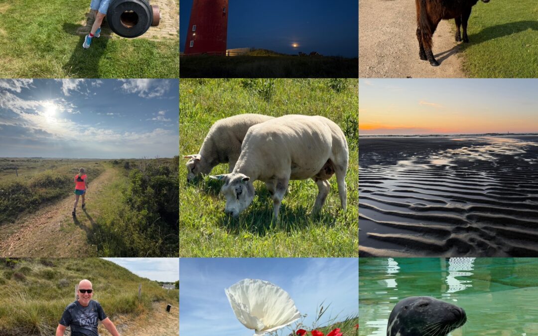 Schaapjes tellen op Texel